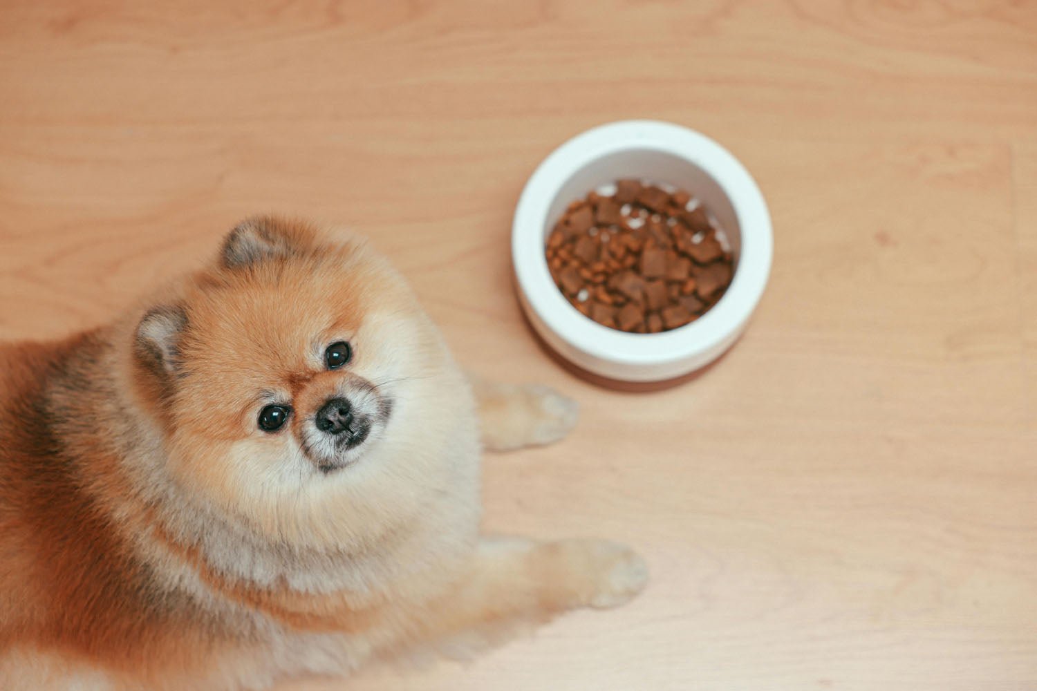 Best Times to Feed a Puppy: A Complete Guide to Healthy Puppy Feeding Schedules - InStock