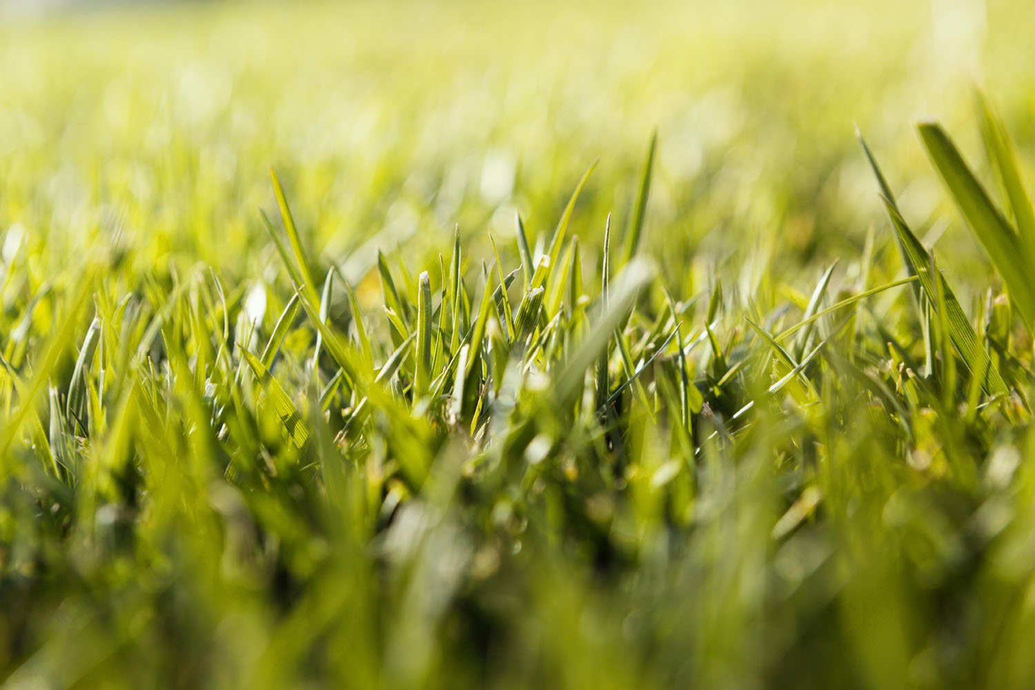 How can I make my grass look healthy? - InStock