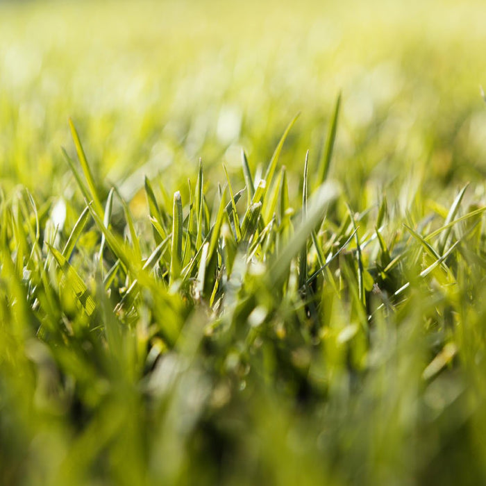 How can I make my grass look healthy? - InStock
