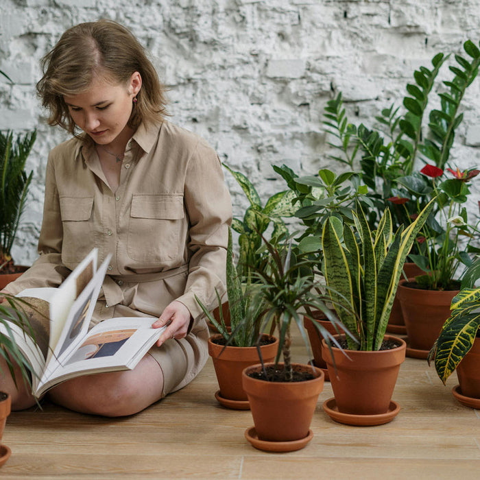 How to keep indoor plants healthy in winter?