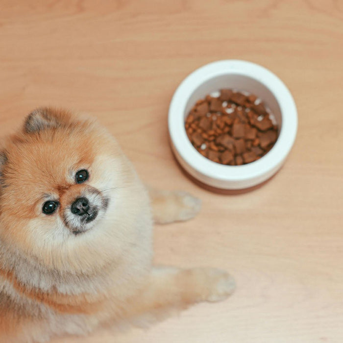 What Essential Items Do I Need for a New Puppy? - InStock