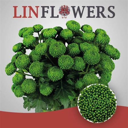 Chrysanthemum Spray Deligreen