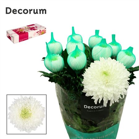 Chrysanthemum G Mangum White