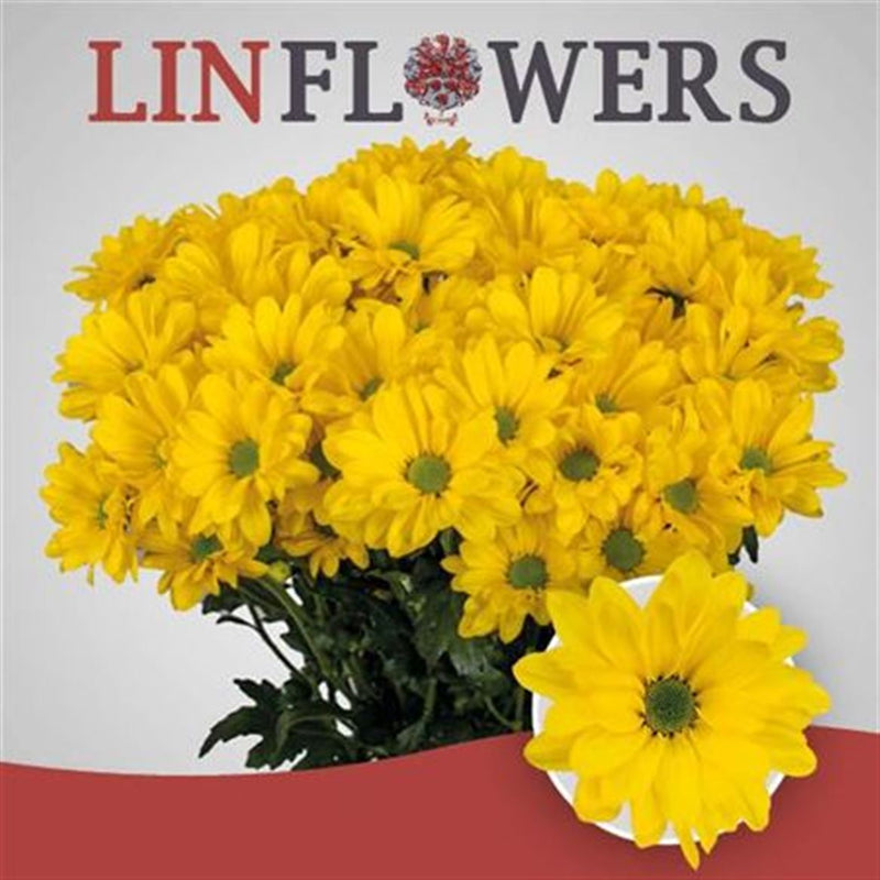 Chrysanthemum Spray Celebrate