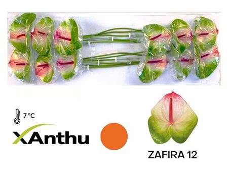 Anthurium Zafira