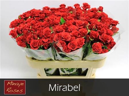 Spray Rose Mirabel Rood