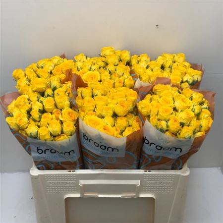 Spray Rose Ramona