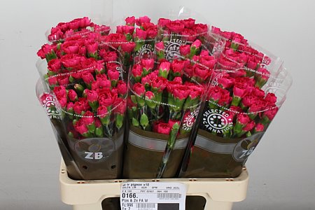 Carnation Spray Pink Pigeon