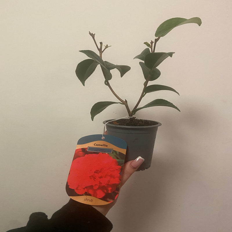 Camellia x williamsii 'Ruby Wedding' 9cm