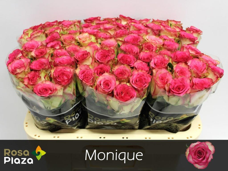 Rose Monique