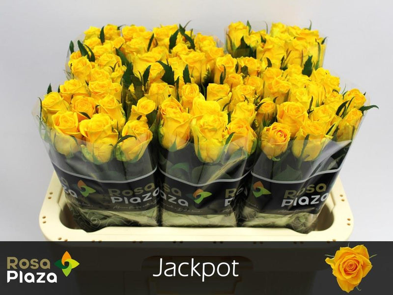 Rose Jackpot+