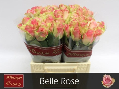 Rose La Belle