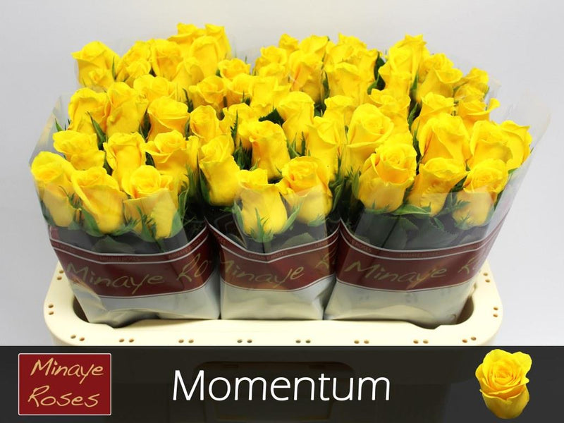 Rose Momentum