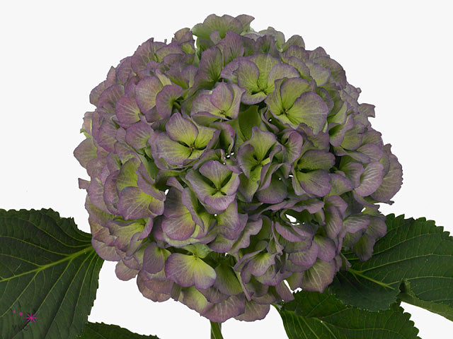 Hydrangea - Verena