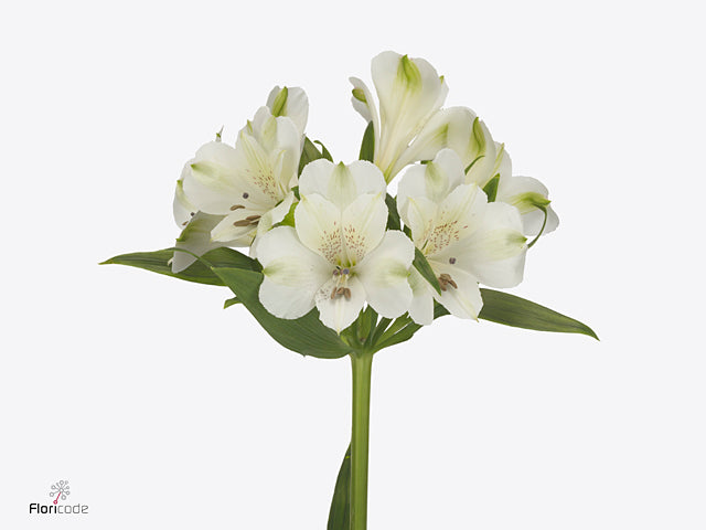 Alstroemeria Icy Mist (10 Stems)