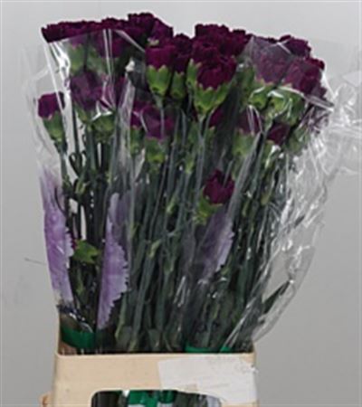 Carnation Standard Moontea (20 Stems)
