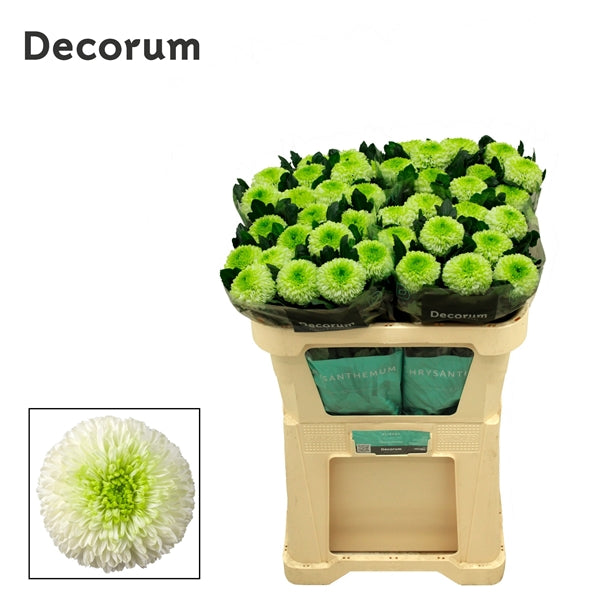 Chrysanthemum G Alibaba