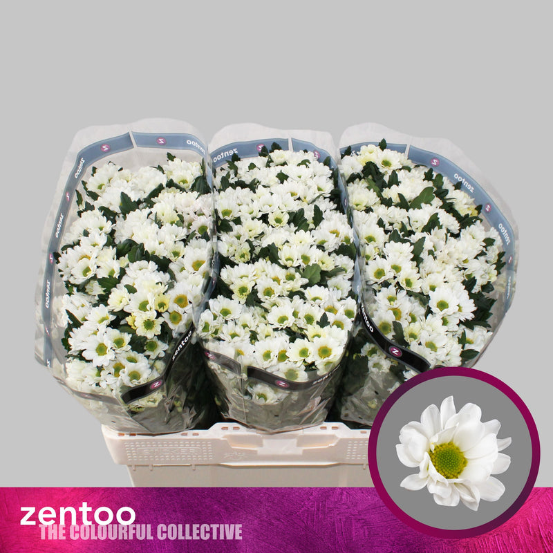 Chrysanthemum Santini Rossi White (25 Stems)