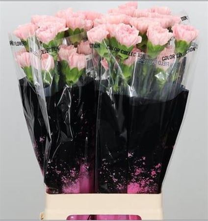 Carnation Standard Doncel (20 Stems)