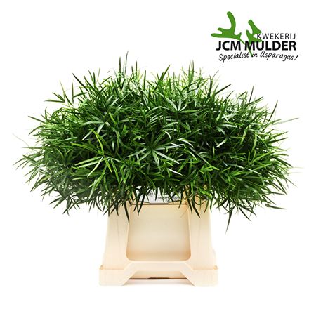 GR Asparagus Falcatus
