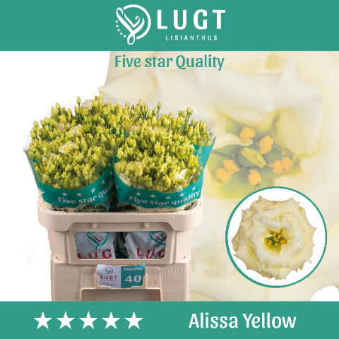 Eustoma Alissa Yellow (10 Stems)