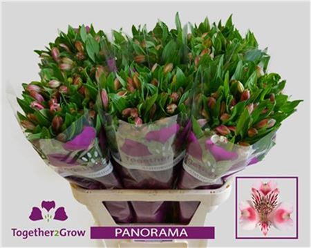 Alstroemeria Panorama (10 Stems)