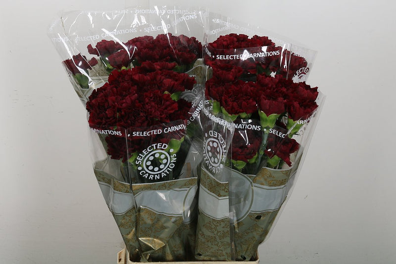 Carnation Standard Zurigo (20 Stems)