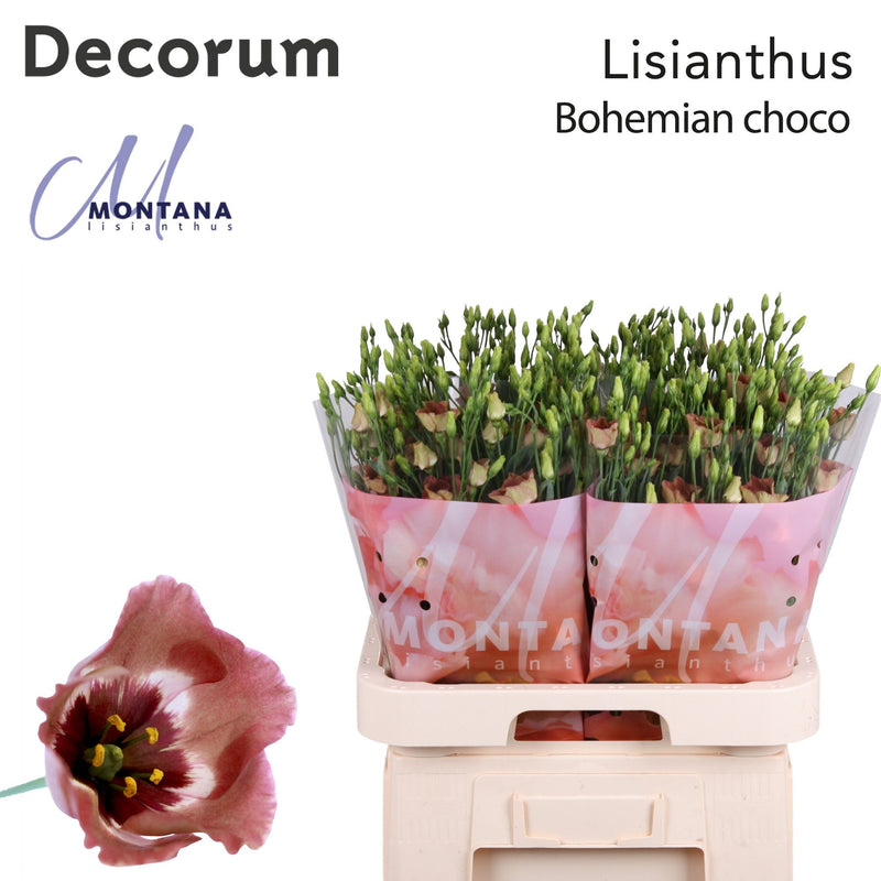Eustoma Bohemium Chocolate