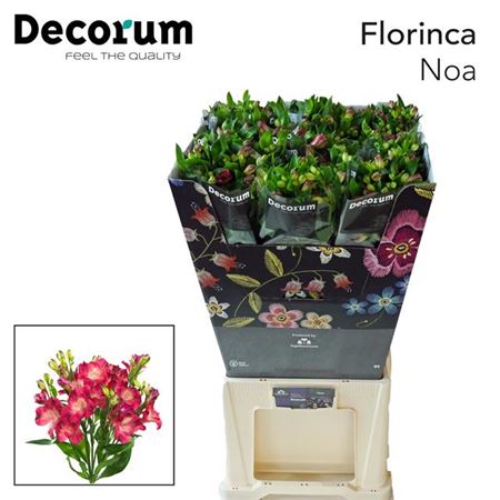 Alstroemeria Noa (10 Stems)