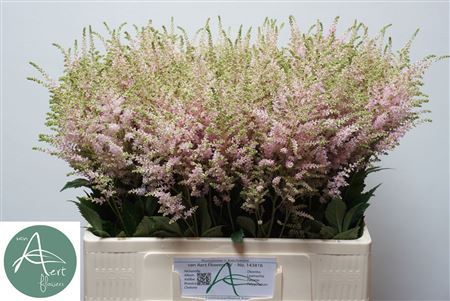 Astilbe Europa