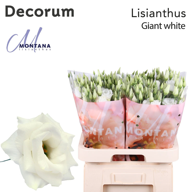 Eustoma Areana Giant White