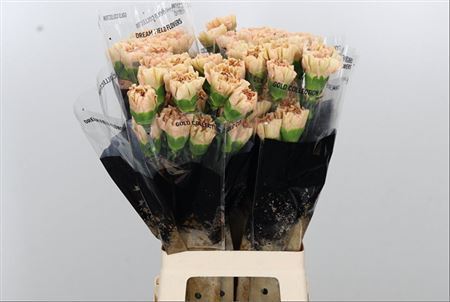 Carnation Standard Lege Marrone