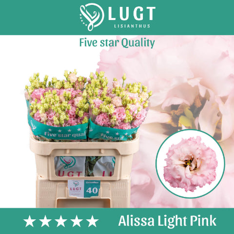 Eustoma Alissa Light Pink (10 Stems)