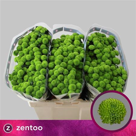 Chrysanthemum Santini Country (25 Stems)