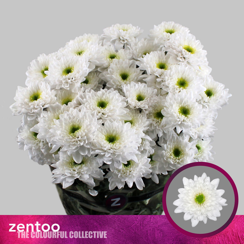 Chrysanthemum Spray Commander