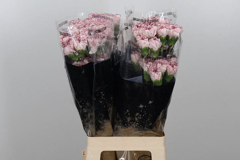 Carnation Standard Mariposa (20 Stems)