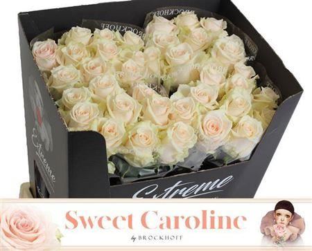 Rose Sweet Caroline