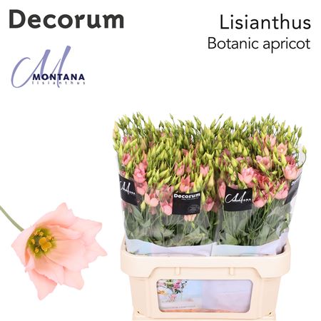 Eustoma Botanic Apricot
