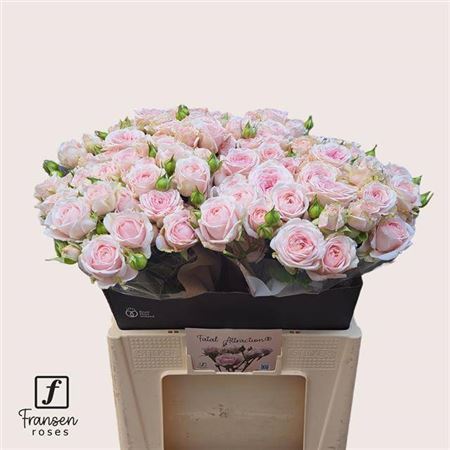 Spray Rose Fatal Attraction