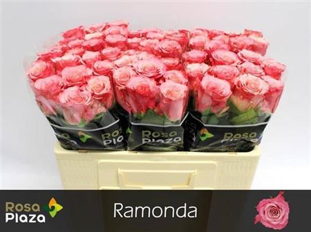 Rose Ramonda