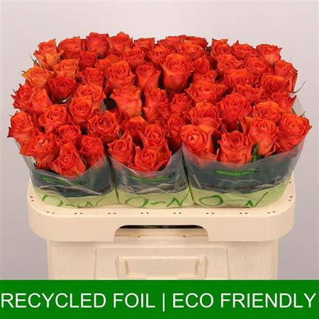 Rose Orange Wave