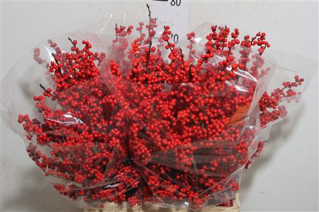 Ilex Berry Red