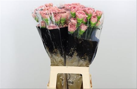 Carnation Standard Lege Pink