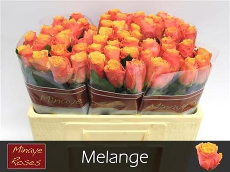 Rose Melange (20 Stems)