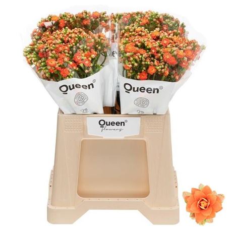 Kalanchoe Brilliant Orange Meadow