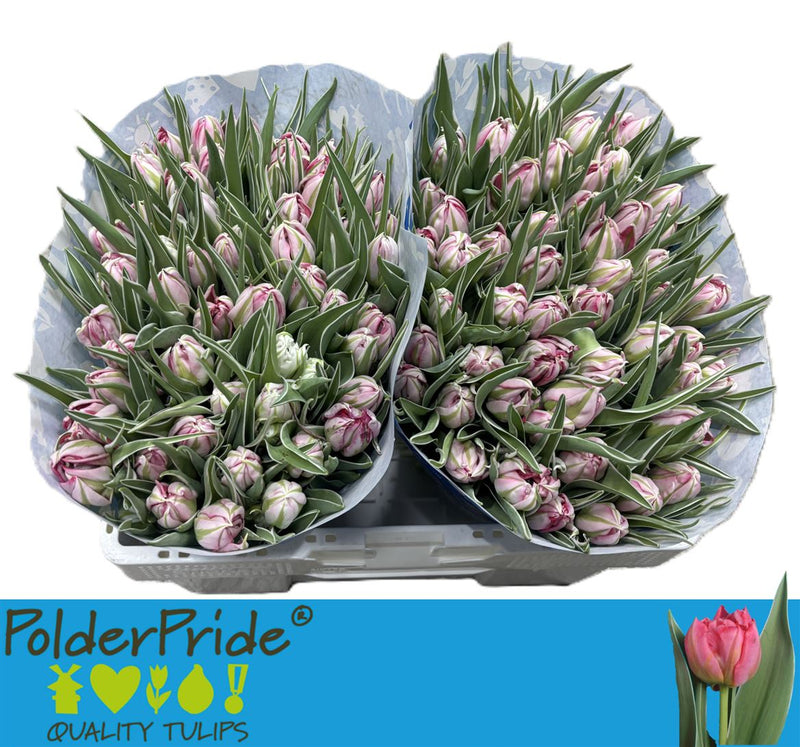 Tulip Flash Point