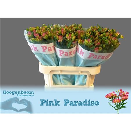 Alstroemeria Flor Pink Paradis