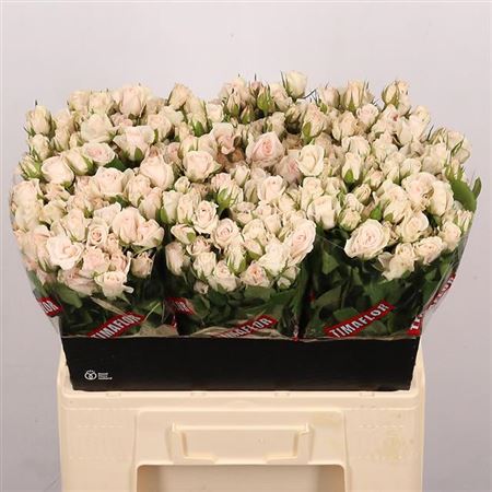 Spray Rose Royal Porcelina