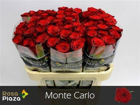 Rose Monte Carlo