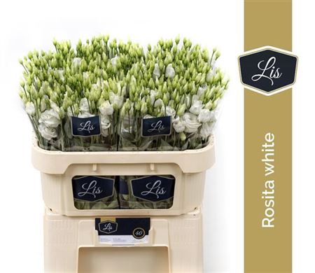 Lisianthus Rosita White